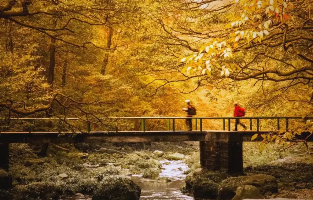best time to visit zhangjiajie in autumn with golden forest scenery and peaceful walking route