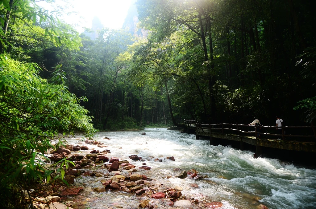 golden whip stream zhangjiajie boardwalk beside a shaded river trail in the forest