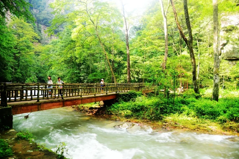 golden whip stream zhangjiajie forest bridge route with travelers walking beside the stream