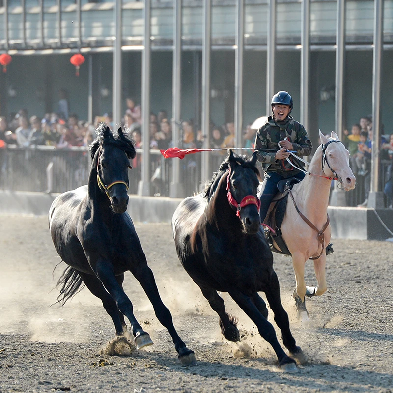 Golden Akhal-Teke horses at the Ancient Ecological Park in Urumqi