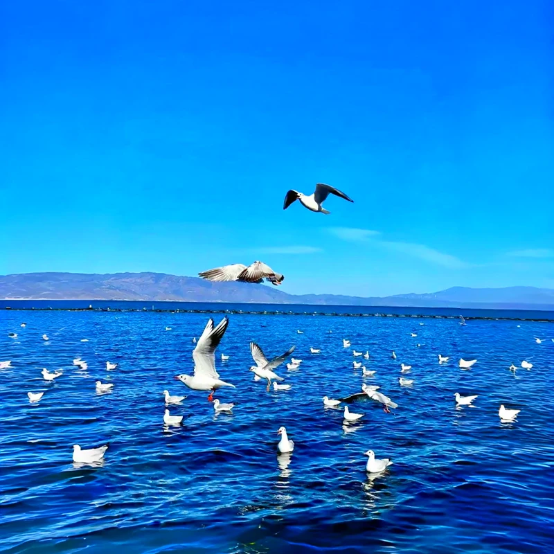 Erhai Lake scenic shore on a Dali Muslim-friendly tour