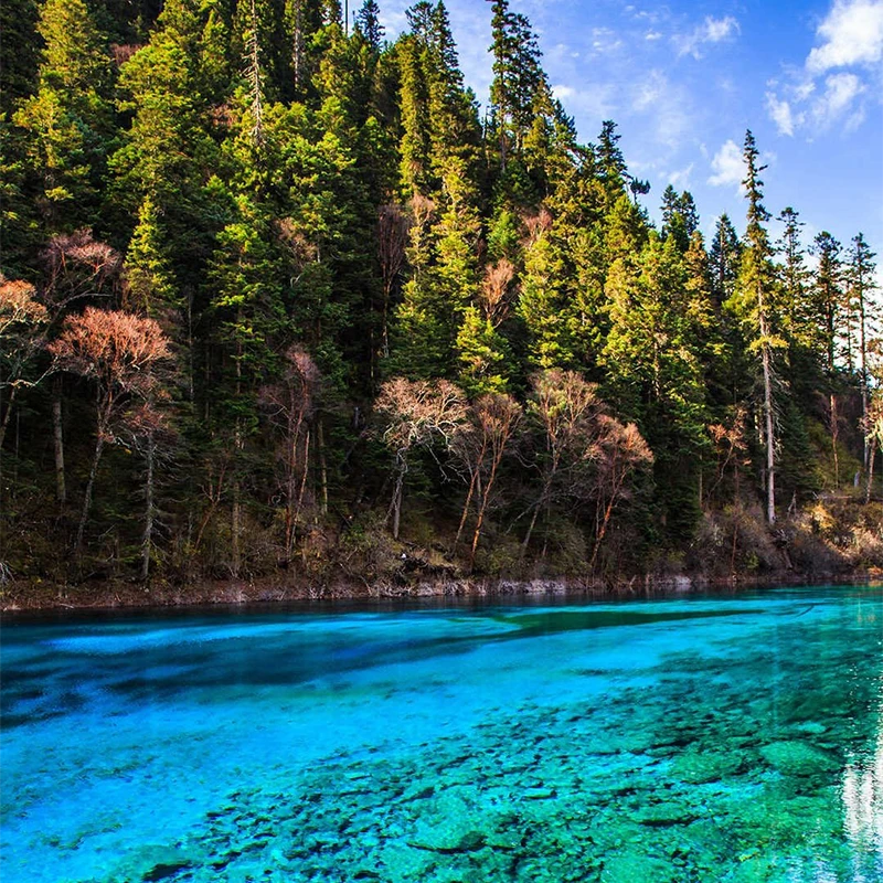 Five Flower Lake in Jiuzhaigou with fallen tree trunks under turquoise water
