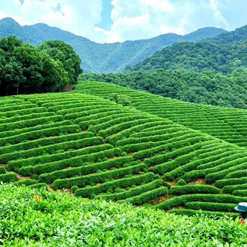 Terraced Longjing tea fields at Meijiawu Tea Village in Hangzhou