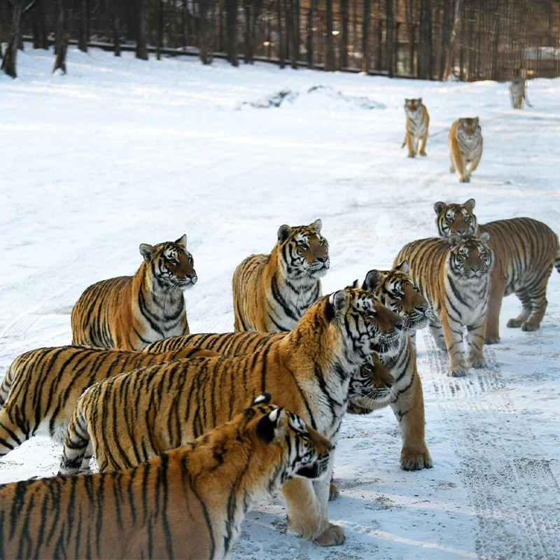 Siberian tigers in snowy enclosures at the Siberian Tiger Park in Harbin