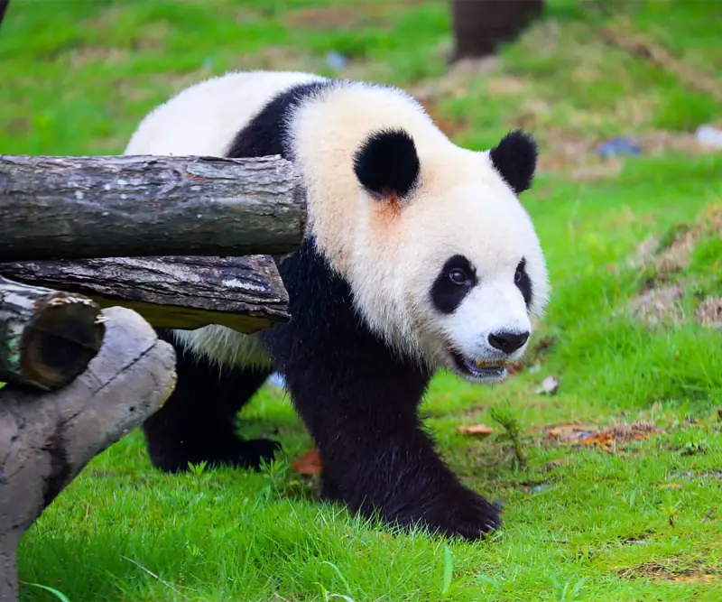 Giant panda walking through green grass in Chengdu