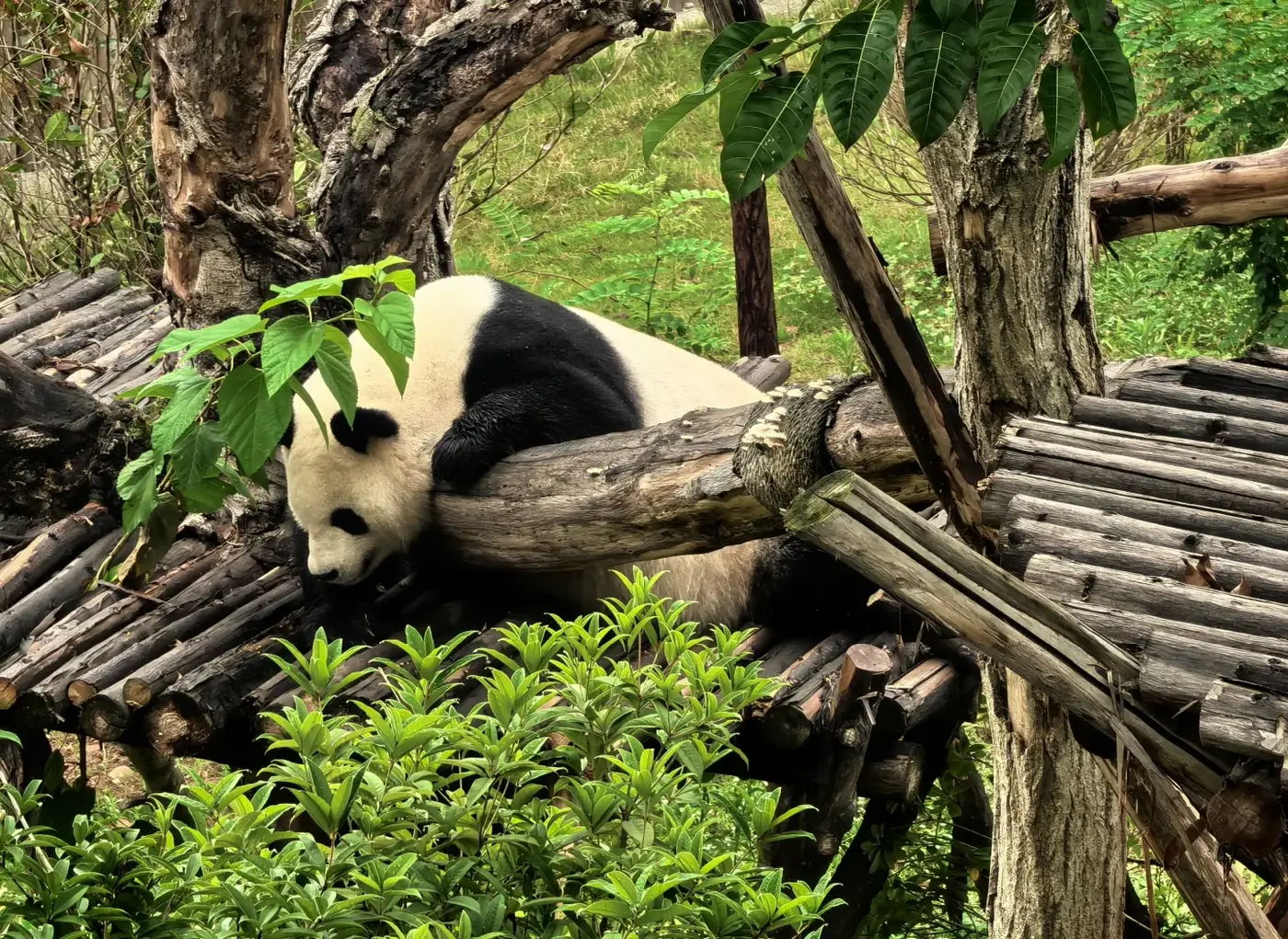 Giant panda resting on a wooden climbing frame at the Chengdu panda base
